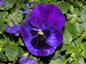 Perfect pansy in the rain!

