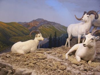 Peaceful mountain goats
