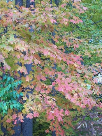 Autumn in Rockland County, NY 2010
