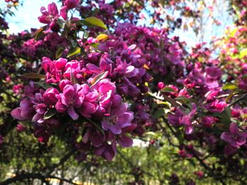 Crab apple blossoms in clusters
