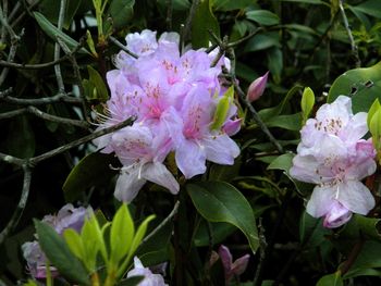 Lacy mountain laurel
