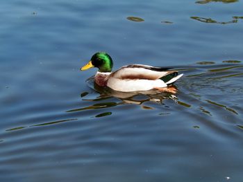 Nice day for a swim - now that is green!
