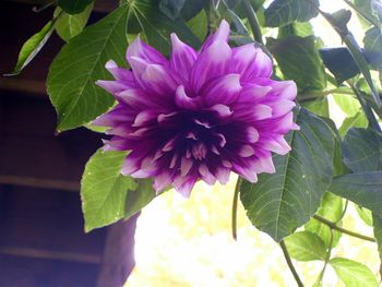 Late-blooming dahlia, hanging off of our deck

