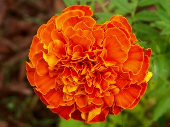 Singular marigold.
