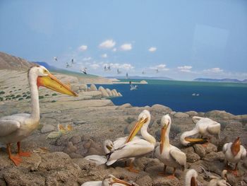 Pelican seascape
