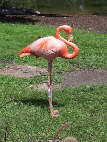 Sleeping Flamingo
