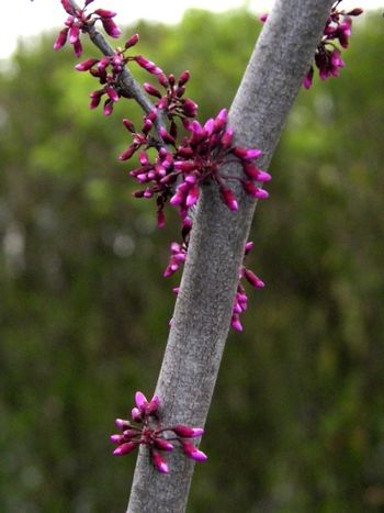 Our new red bud tree, getting ready to flower.
