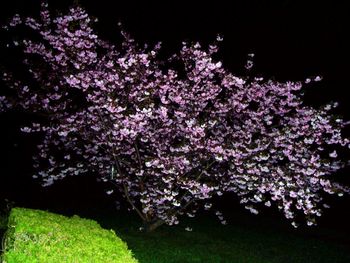 Cherry tree in flight at night (with flash)
