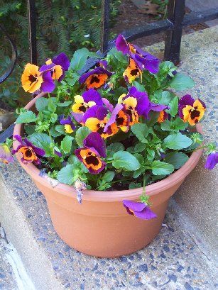 Pansies in the pot
