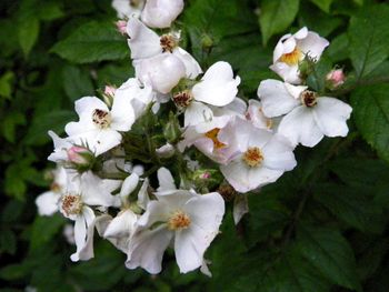 Wild roses in our backyard
