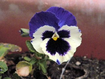 This pansy looks just like a dog's face!
