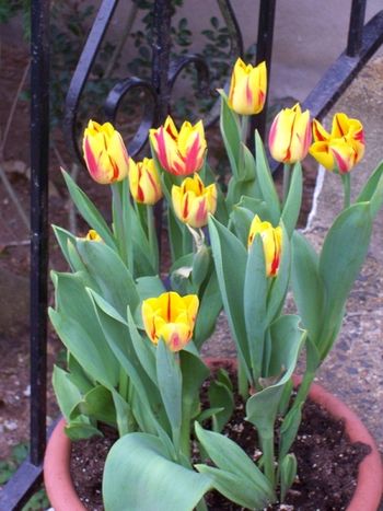 Fancy potted tulips
