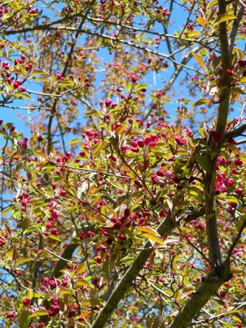 Almost crabapple blossoms
