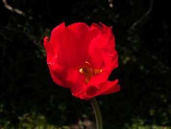Gorgeous red tulip!

