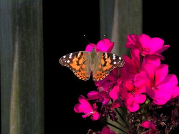 9-25-12 Newest Butterfly Pics #1
