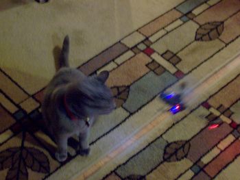 Linda's cat Molly observes Poul's toy helicopter in motion

