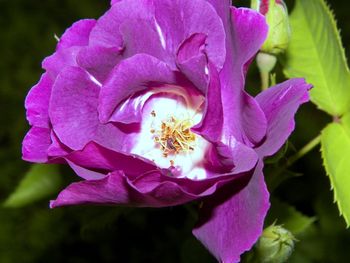 Purple rose in detail
