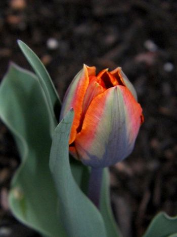 This little tulip is like art.
