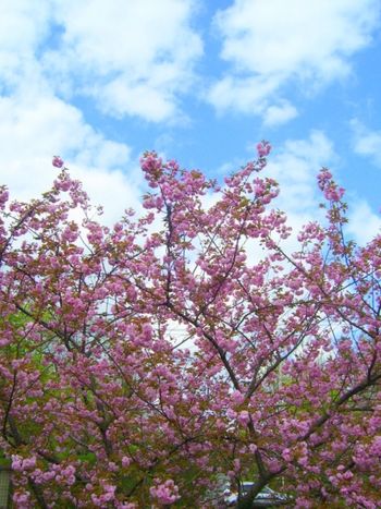 Brand new cherry blossoms
