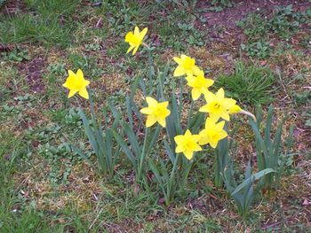 First daffodils
