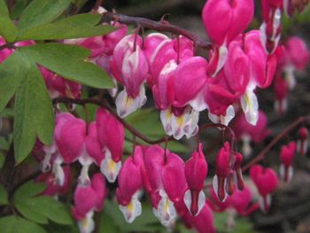 More bleeding hearts.
