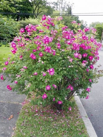 Another view of our knockout rose bush around the mailbox
