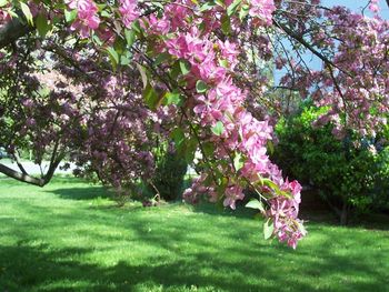 Close-up crabapple blossoms
