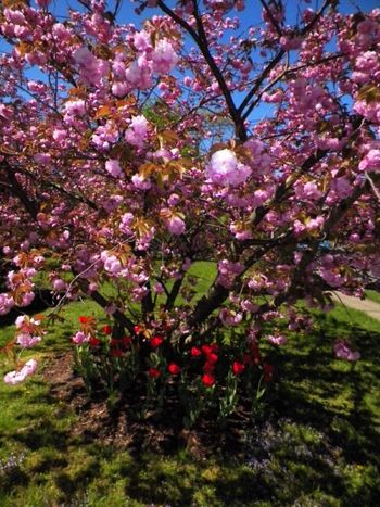 More tulips under the Japanese cherry tree
