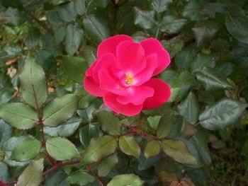 Lovely Fall rose!
