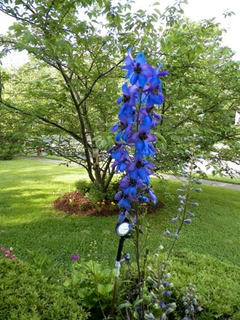 Cobalt blue delphinium
