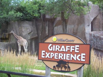 The Giraffe Experience
