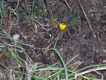 Early Spring in March 2012: our first crocus
