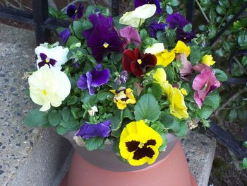 New Spring pansies
