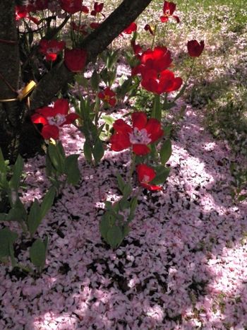 Trail of pink snow
