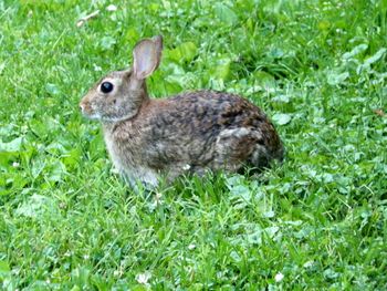 Our little wild bunny
