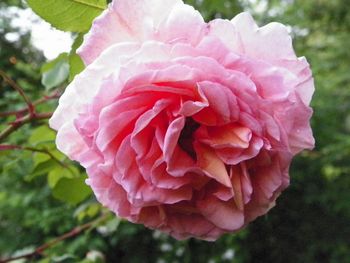 This pink rose smells so sweet!
