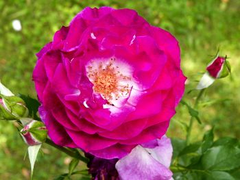 Oh, the purple rose of Nanuet!
