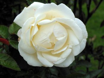 Sweet white rose

