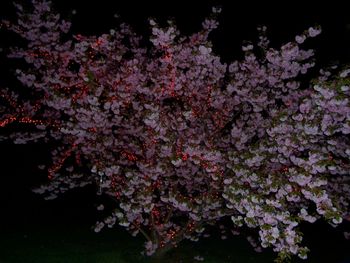 Cherry tree in bloom, with Christmas lights!
