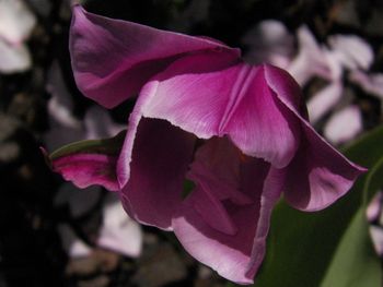 Gorgeous magenta tulip!
