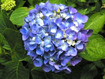 Love hydrangea colors!
