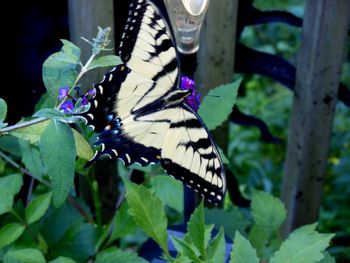 Graceful yellow monarch butterfly on our butterfly bush - check out those blue tail markings!
