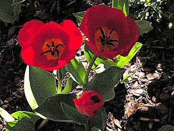 Happy red tulips
