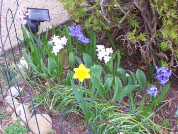 Hyacinths begin
