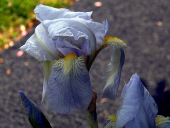 The intricate nature of irises
