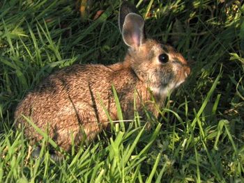 Sweet surprise - this bunny rabbit posed for me on my way down the trail
