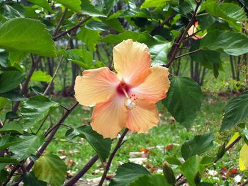 Our hibiscus
