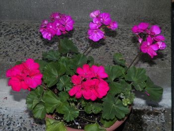 Geraniums on our front steps - love the colors!
