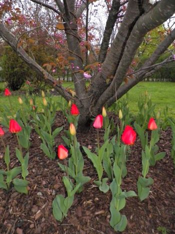 Love those brand new tulips!
