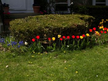 Tulip garden all filled out
